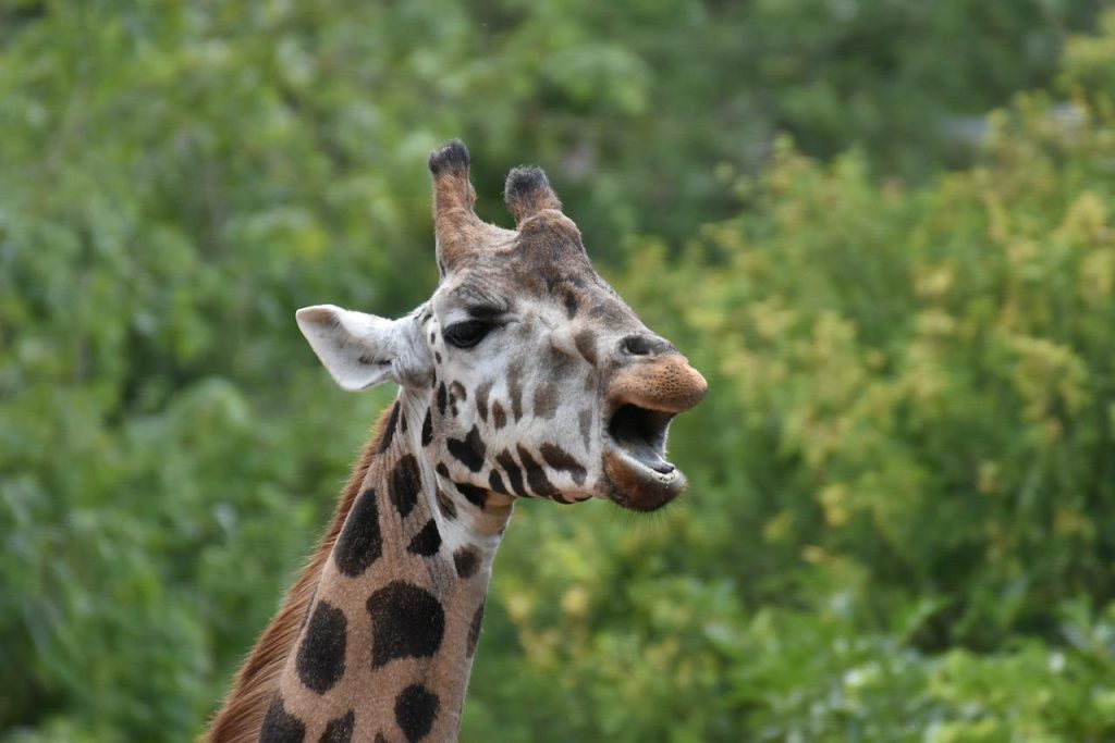 giraffe, head, horns-5795546.jpg