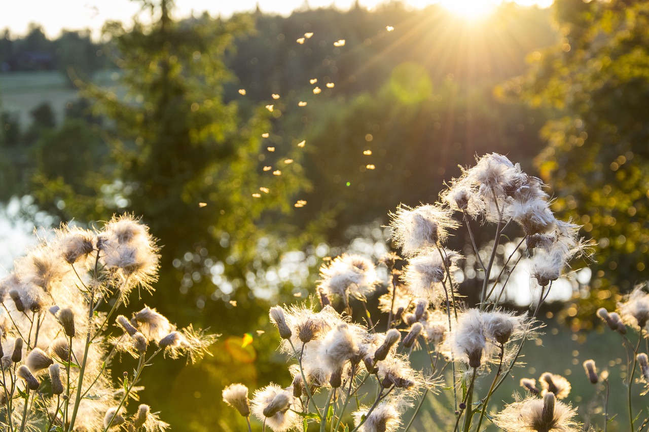 field, sun, nature-1982292.jpg